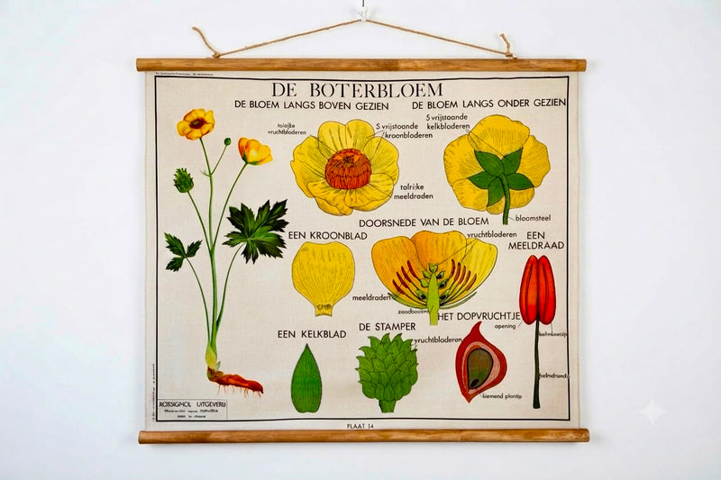 Boterbloem