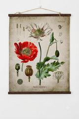 Papaver