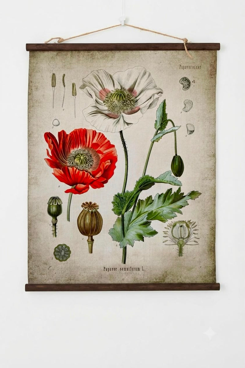 Papaver