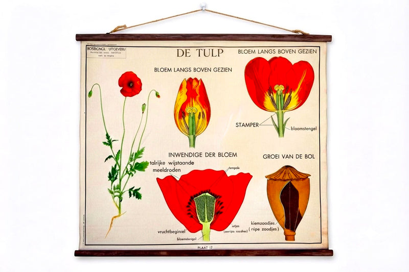 Tulp